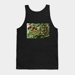 Red ripe apples in the tree Tank Top